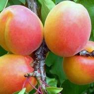 Саженец Абрикос Вондер Кот